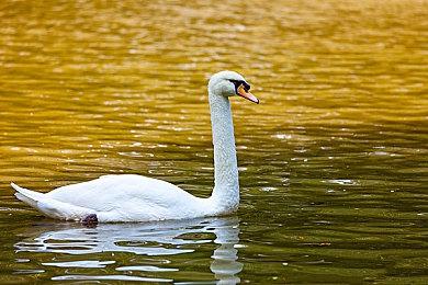 ARPG新作《Bylina》预告 基于斯拉夫民俗与神话